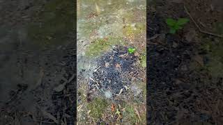 Devils Tramping Ground Part 3 Final devilstrampingground mysterious chathamcounty wotu [upl. by Godding809]