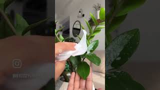 Plant care plants planting plantcaretips plant ecofriendly mycozygreennest [upl. by Brabazon]