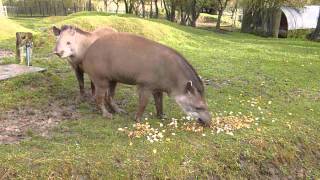 Brazilian Tapirs at Linton Zoo Tiana and Thiago meet for the first time Dec 2012MOV [upl. by Allie]