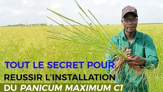 TOUT LE SECRET POUR RÉUSSIR LINSTALLATION DU PANICUM C1 [upl. by Airotnes]