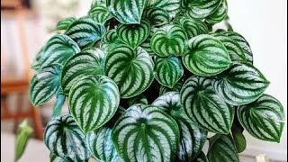 Como cultivar peperomia melancia [upl. by Ettenuahs]