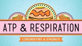 ATP amp Respiration Crash Course Biology 7 [upl. by Merell398]