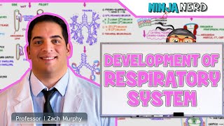 Embryology  Development of the Respiratory System [upl. by Analise]