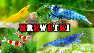 KREWETKOMANIA 🦐 Boom na SKORUPIAKI w Akwarium [upl. by Augusta924]