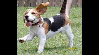 Comedic Pets MomentsBeagleSmall hunting dog with a lively and friendly personality funny Beagle [upl. by Animrelliug573]