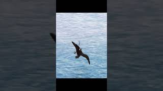 The Art of Hunting animals animaledit sealife seal ocean sea bigwaves [upl. by Geldens]