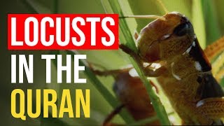 INCREDIBLE example of Locusts in the Quran [upl. by Llennhoj734]