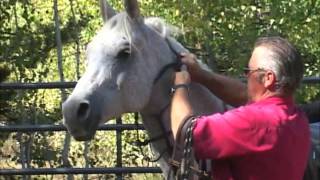 Boz Custom Leather Headstall Online YouTube [upl. by Rosette]