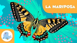 La mariposa 🦋 Animales para niños 🌱 Episodio 11 [upl. by Herbert]