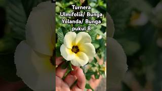 Turnera UlmifoliaYolanda reels masukberanda tanamanhias yolanda flowers pecintatanamanhias [upl. by Keir]