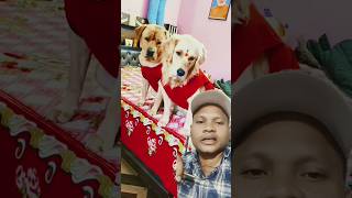 Donon dog Baithe Hain dog trending shorts viral shots shorts dogsworld [upl. by Leftwich]