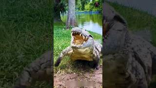 Biggest Crocodile in the world [upl. by Aiekram]