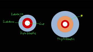 Classification of animals  Animal kingdom  Biology  Khan Academy [upl. by Nickles]