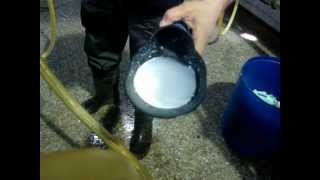 Diagnóstico de Mastitis Clínica y Subclínica Dr Richard Arancibia [upl. by Ahsiei]