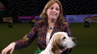 Crufts 2018 Veteran Gundog takes Reserve Best in Show [upl. by Orferd]