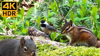 Cat TV for Cats to Watch 😺 Cute Birds Chipmunks Squirrels in the Forest 🐦🐿️ 8 Hours4K HDR [upl. by Asenad766]