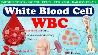 White Blood Cell WBC or Leucocytes  Function of wbc in hindi  WBC count [upl. by Vander968]