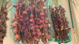 It’s a Dates tropicalfruit naturalfruit datesfruit [upl. by Dewey]