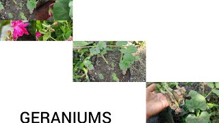 How to grow geranium from cuttingspropagation success [upl. by Ateekahs]