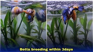 betta fish breeding easiest way explained  தமிழ் [upl. by Ccasi]