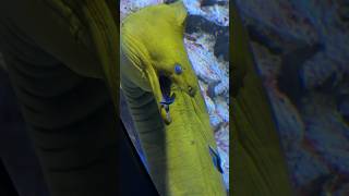 Nature  Moray Eel visiting a dentist [upl. by Tish]