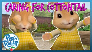 OfficialPeterRabbit  🐰🥰 Caring of Cottontail 🥰🐰  COTTONTAIL  Cartoons for Kids [upl. by Austreng]