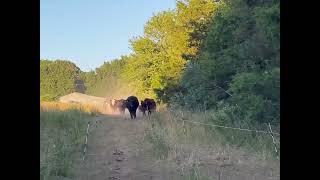 Drought year grazing  This is how Sericea Lespedeza saved our Farm [upl. by Anirtak]