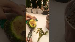 How to save Rotting Cactus  Succulent plant succulents plants cactus propagation homegarden [upl. by Ivah899]