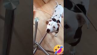 My Dog want eatshorts ytshortsindia youtubeshorts funny dog [upl. by Oileve]