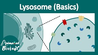 Lysosome structure and function  Lysosomal function  Lysosomal enzymes  cell bio [upl. by Aidnis]