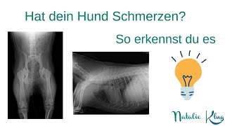 Schmerzen beim Hund Nutze die Kiblersche Hautfalte und finde es heraus [upl. by Oakes]