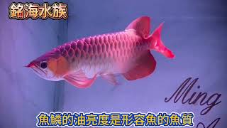 銘海水族紅龍魚鱗片如何細看 [upl. by Ecnarret]