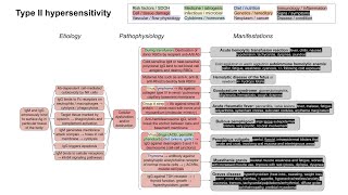 Type II hypersensitivity mechanism of disease with examples [upl. by Aaron]