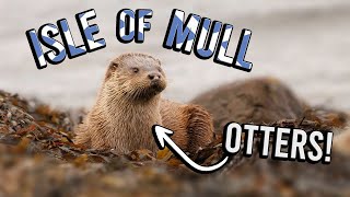 Our EPIC ADVENTURE to see OTTERS on the ISLE OF MULL [upl. by Nylednarb]