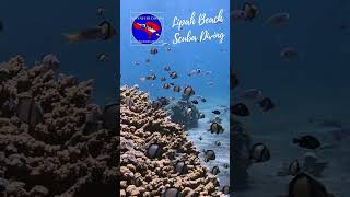 Amed Scuba Diving Dive into Balis Underwater Paradise scubadiving bali amed [upl. by Radmilla52]