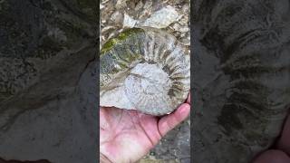 Ammonite Fossil Hunting  Discovery amp Reveal from ancient North Texas creek bedrock [upl. by Branden331]