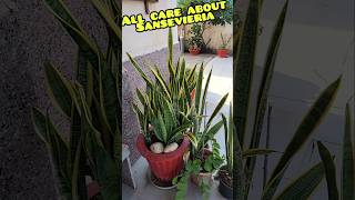 How To Grow amp Propagate Snake plantSansevieria Plant Care Tips aadishkiduniya shorts [upl. by Ardine743]