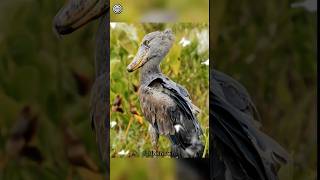 The shoebill bird is large 😱 shorts birds [upl. by Hoeg]