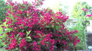 Fast Growing Red Weigelia [upl. by Vasili]