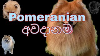 Pomeranian Risk  Pomeranian dog risk sinhala පොමරේනියන් අවදානම [upl. by Akiehs]