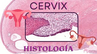 Histología de Cérvix [upl. by Ashraf]