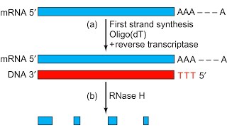 cDNA cloning by reverse transcriptase and insertion of it into the cloning vector [upl. by Neville880]