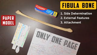 Fibula Bone  1 Side Determination and Neck Fracture  Bone Chart and Model  TCML [upl. by Gerbold434]