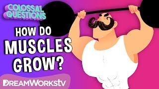 How Do 💪Muscles Grow  COLOSSAL QUESTIONS [upl. by Blodgett]