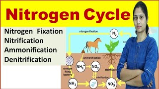 Nitrogen Cycle  Nitrogen Fixation Nitrification Ammonification Assimilation Denitrification [upl. by Erdreid629]