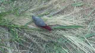 Lavender Waxbill  Estrilda caerulescens [upl. by Eleanor]