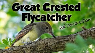 The Great Crested Flycatcher documentary food habitat behavior and more [upl. by Niels]