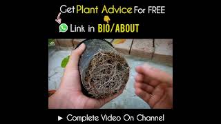 What Are The Benefits of Vermiculite For Plants [upl. by Onaimad]