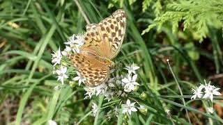 Silverwashed Fritillary Butterfly Visits Asian Chives Flowers for Nectar 240fps [upl. by Horatius]