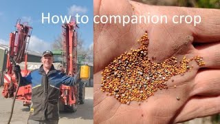 How to establish companion crops in winter wheat [upl. by Gathard]